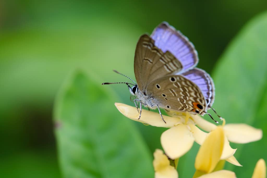 Transformation Small blue butterfly resting on a yellow flower