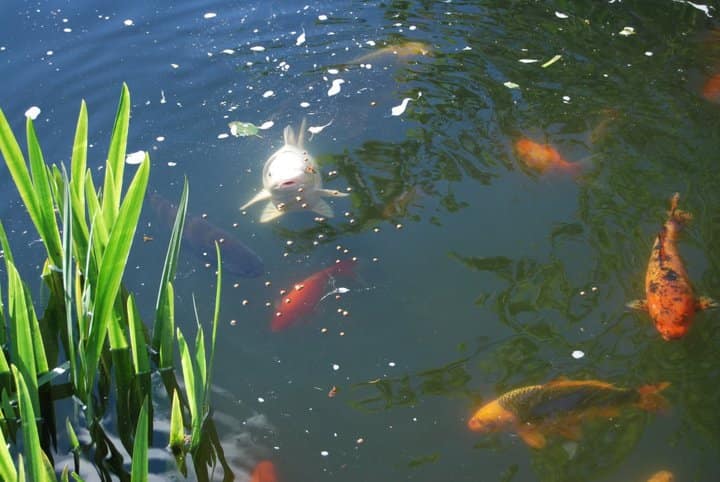 Koi carp swimming in a garden pond